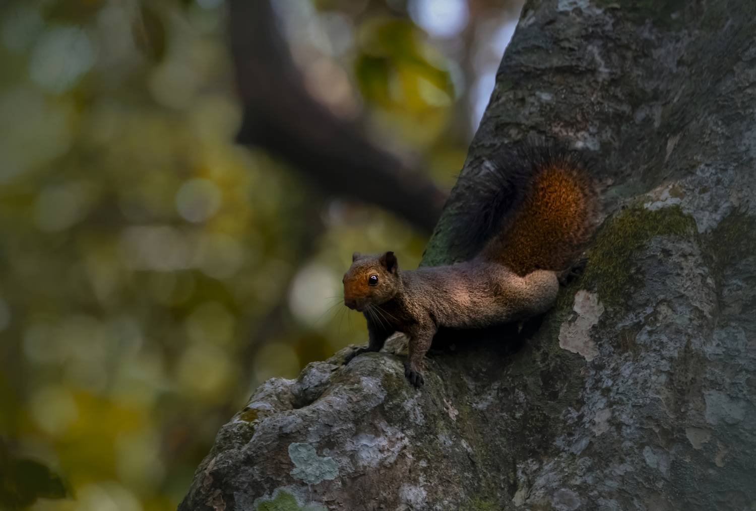 #birdphotography	 #birdsofinstagram	 #wildlifephotography	 #birds	 #naturephotography	 #bird	 #nature	 #wildlife	 #photography	 #birdwatching	 #natgeo	 #photooftheday	 #nikon	 #birding	 #naturelovers	 #canon	 #animals	 #birdlovers	 #travel	 #love	 #bestbi, Diganta Roy