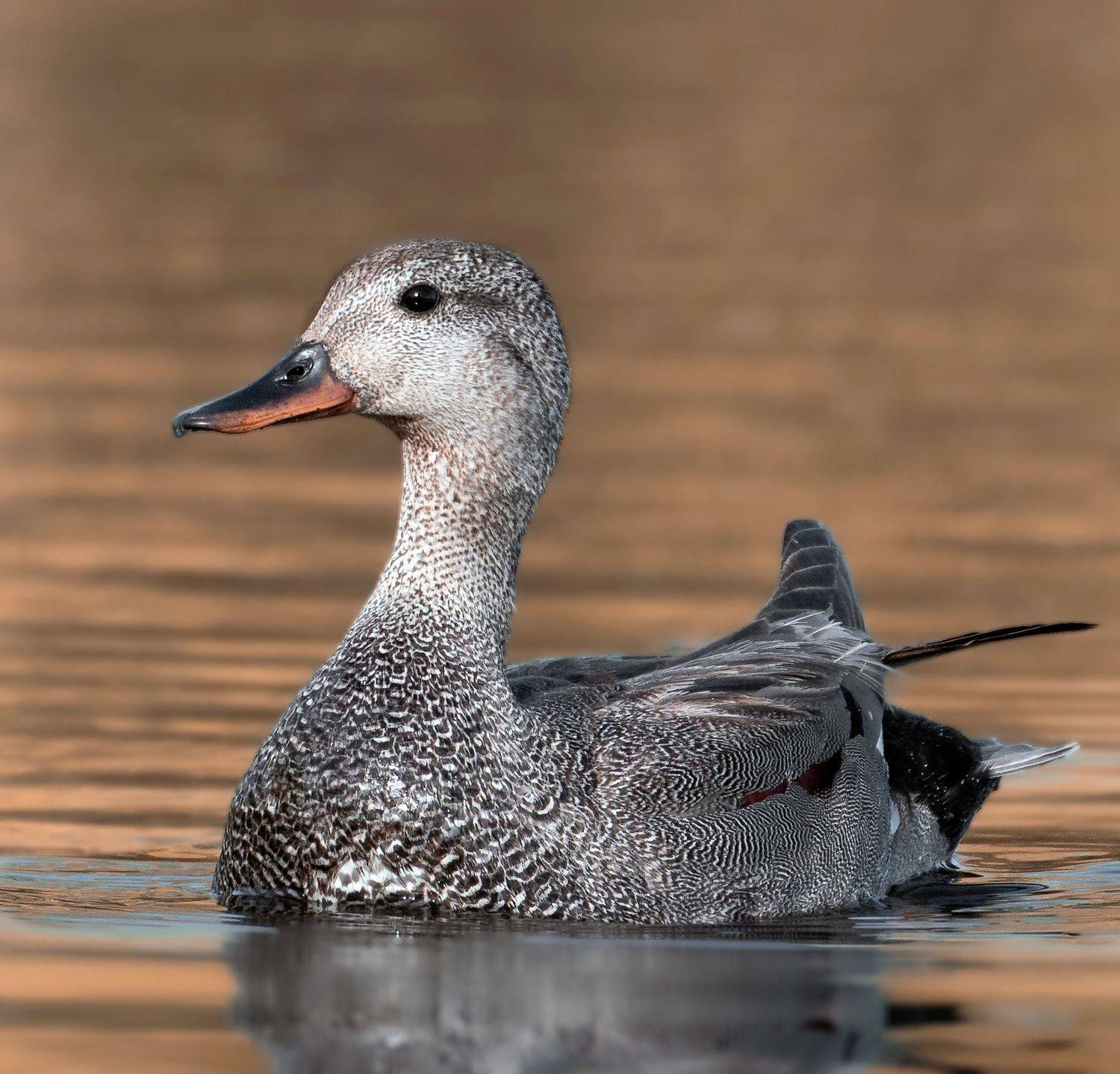 птицы России, птицы Москвы, фотоохота, наблюдение за птицами, птица, птицы, орнитология, nikon, birding, birdwatching, bird freak, Никон Александр
