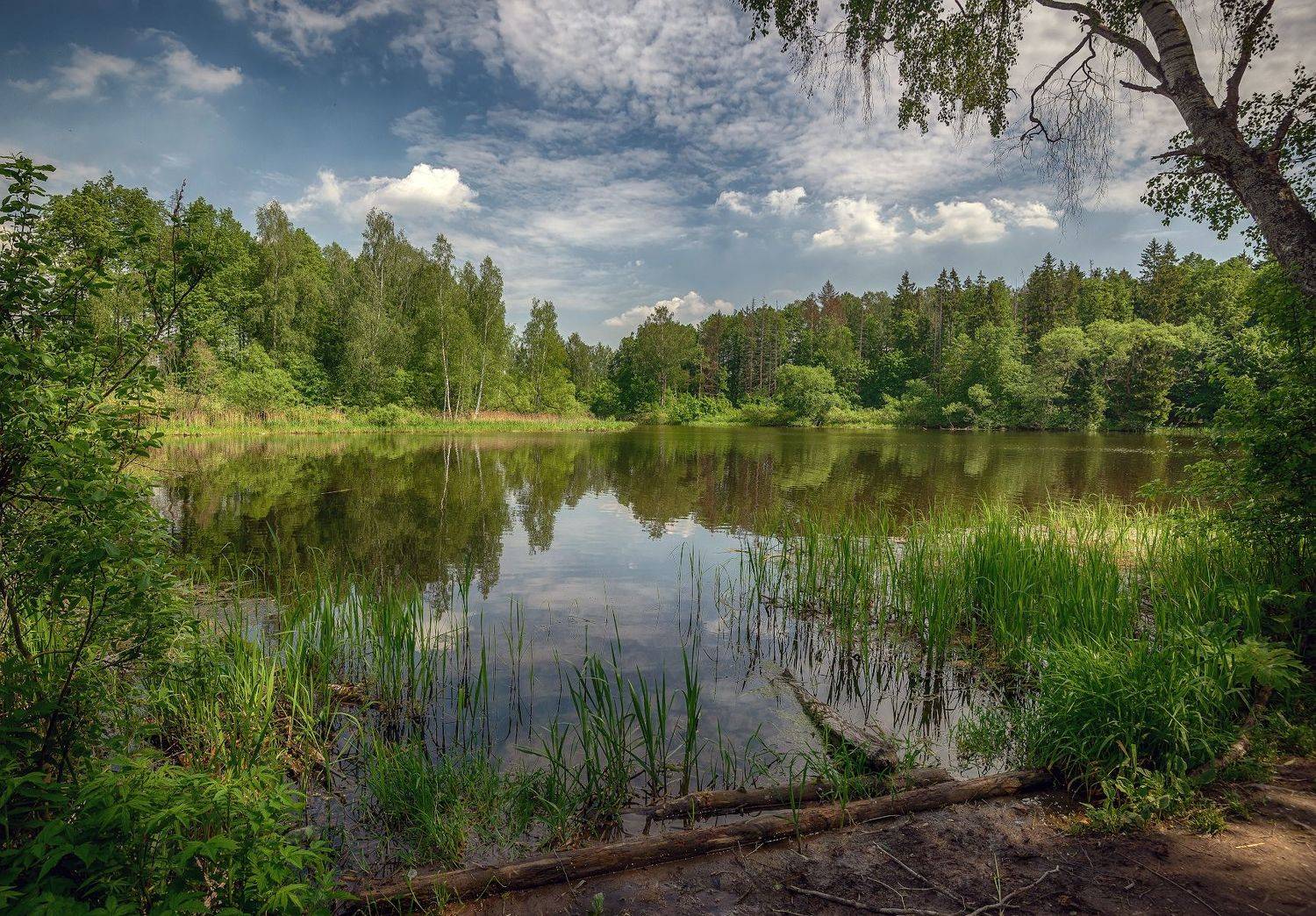 лес, река, май, Сергей Аникин