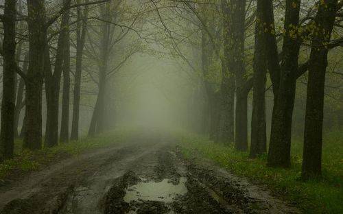 Туманное утро