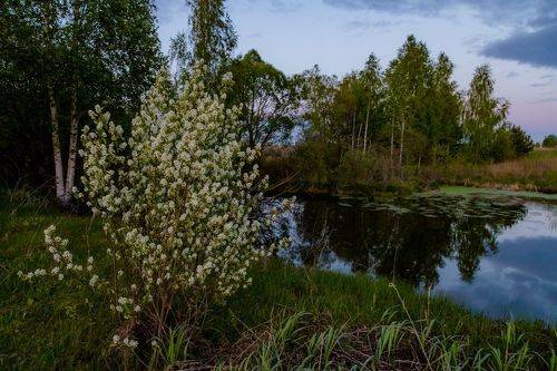 Когда черемуха цветет...