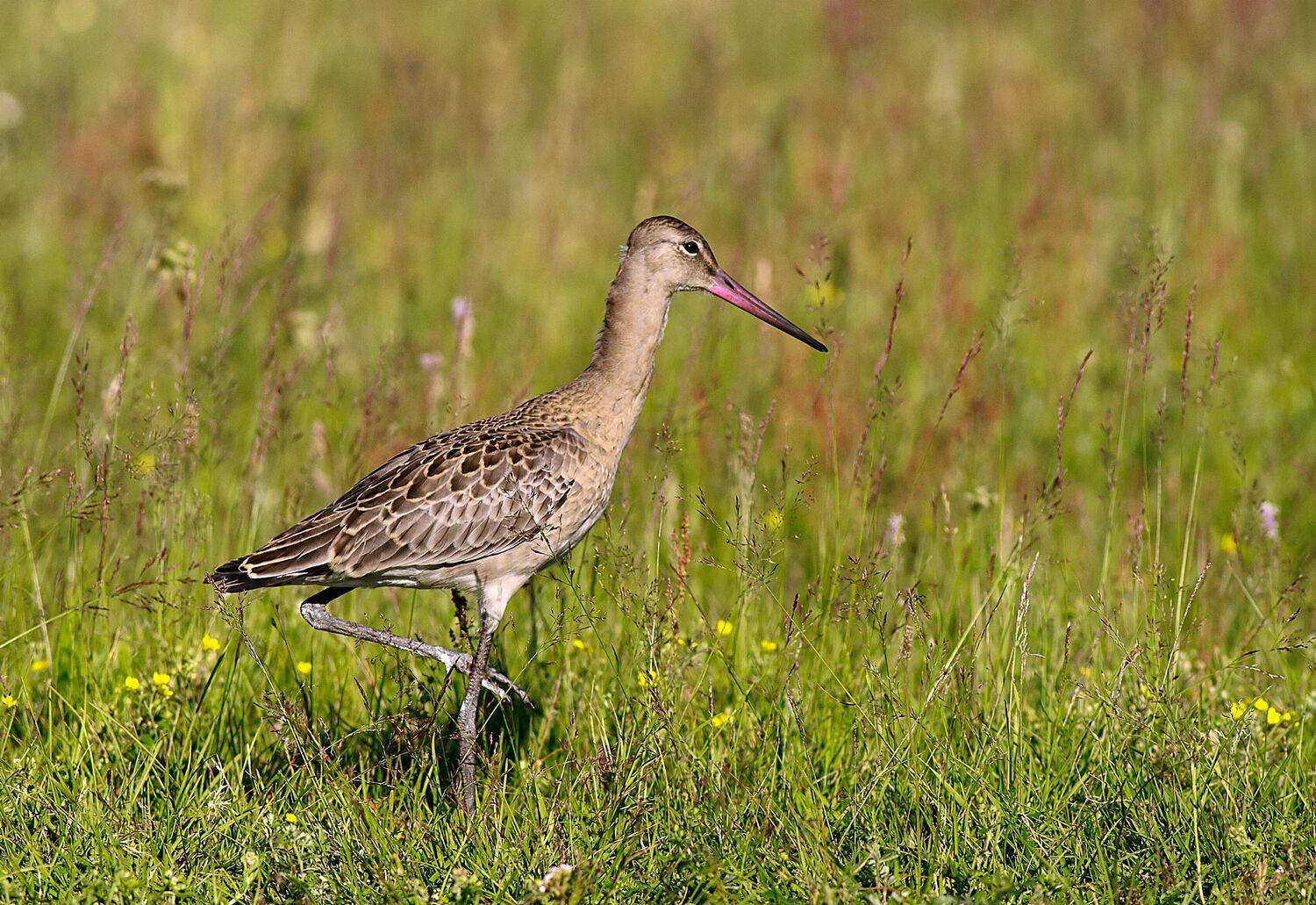 птицы, кулики, большой веретенник, Широких Александр