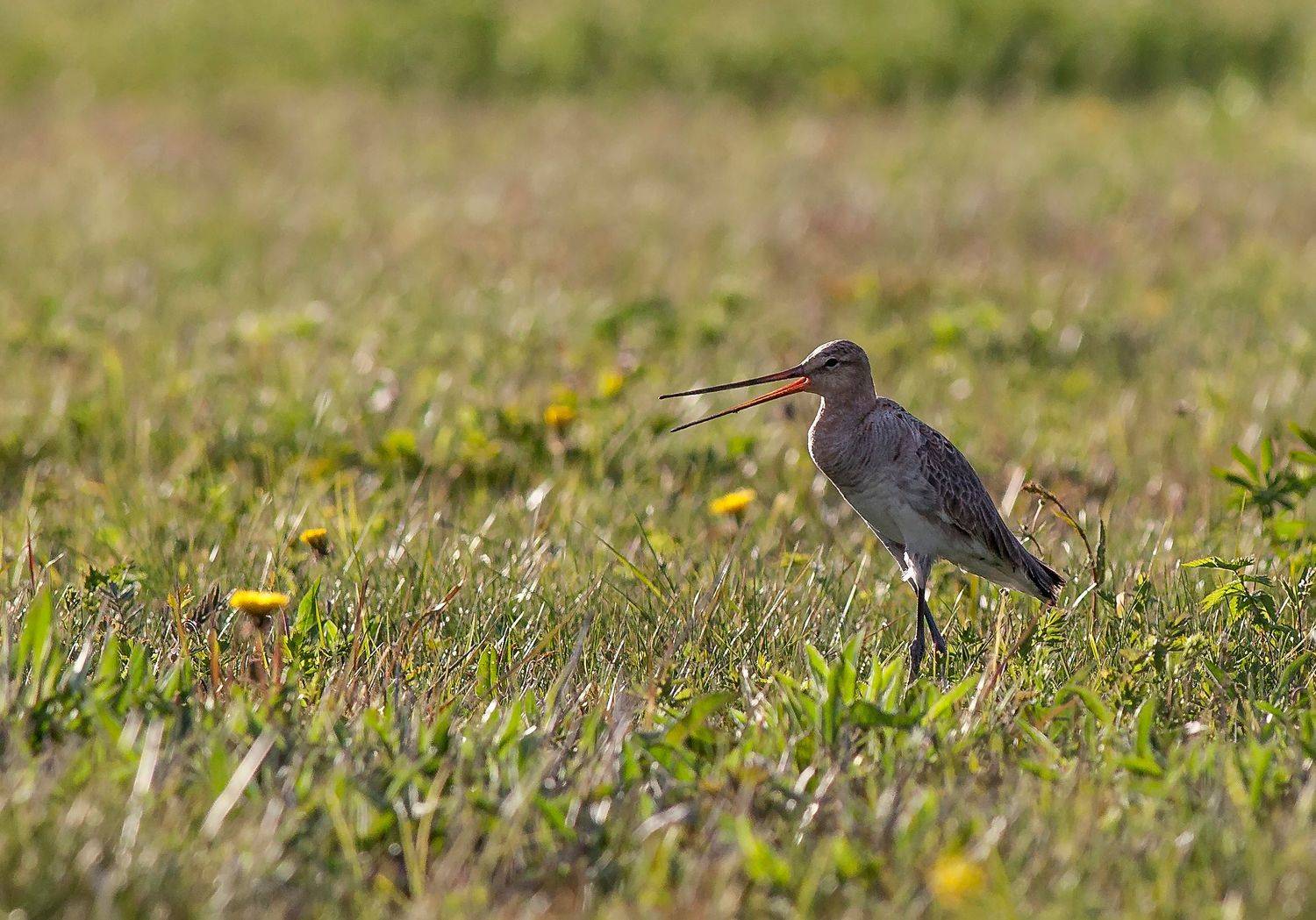 птицы, кулики, большой веретенник, Широких Александр