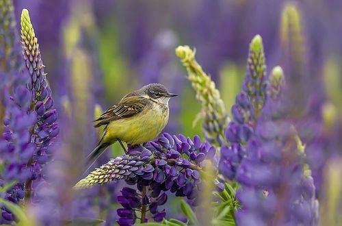 Жёлтая трясогузка охотится на мух в люпинах