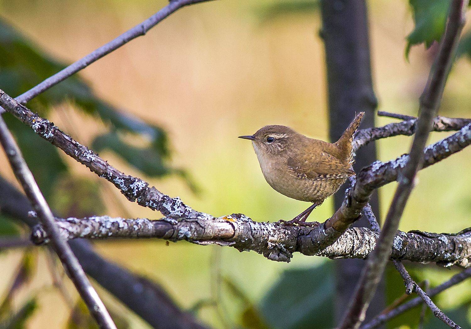 птицы, крапивник, кусты, лето, troglodytes troglodytes, Широких Александр