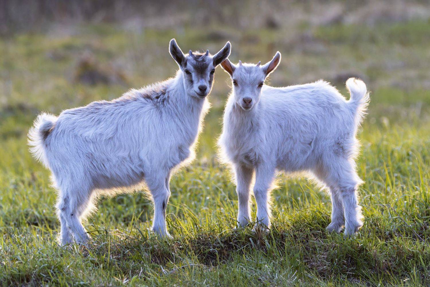 , Александр Шипиленко