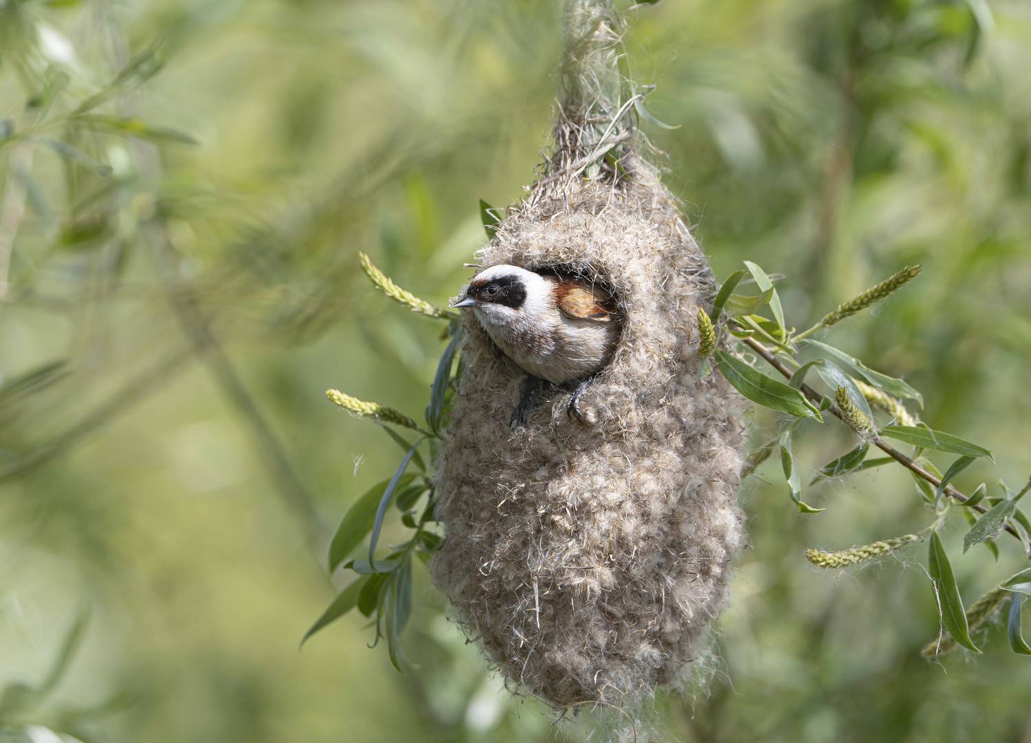 птицы,природа, весна, Андрей Киселёв