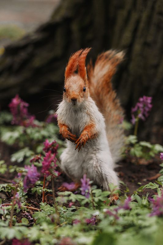 Весенняя балка  фото превью