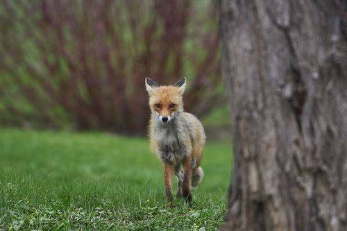 Red fox