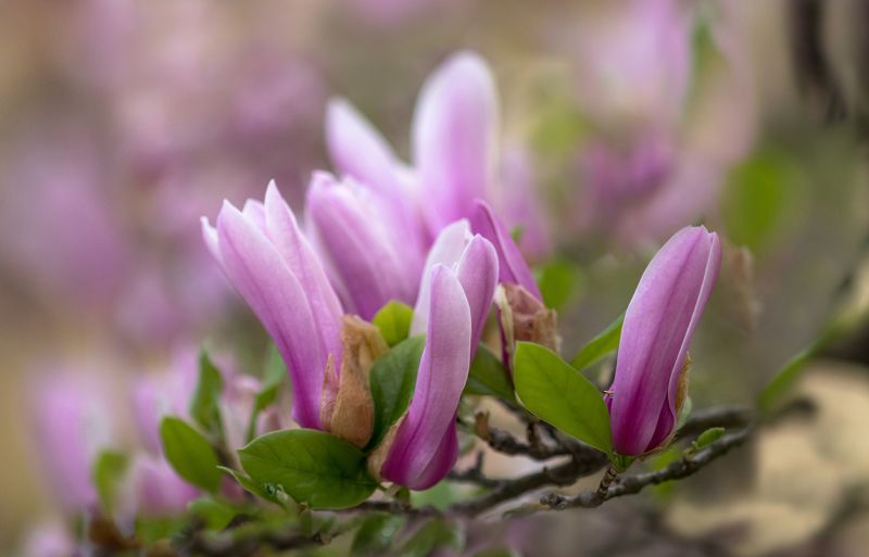 макро,магнолия,весна,цветы,листья,розовый,деревья,лепестки,растения,природа, Это было только вчера... фото превью