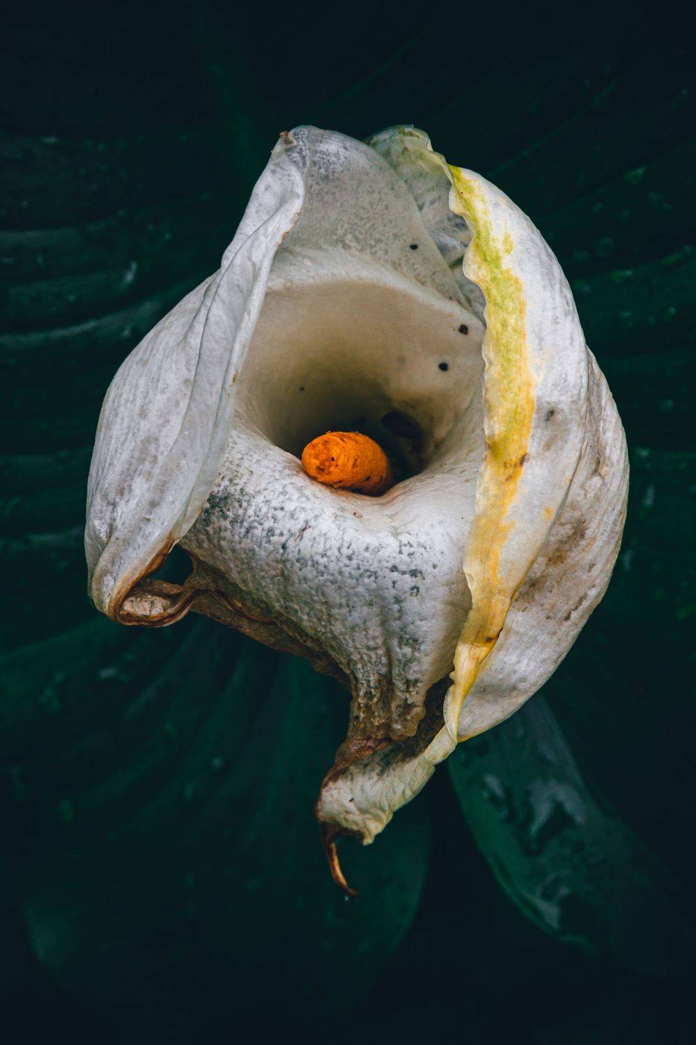 грузия, калла, цветок, дождь, кобулети, дождливый лес, весна, georgia, kobuleti, kalla, rainforest, spring, Слащилина Нина