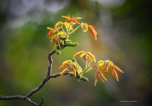 Молодые побеги грецкого ореха