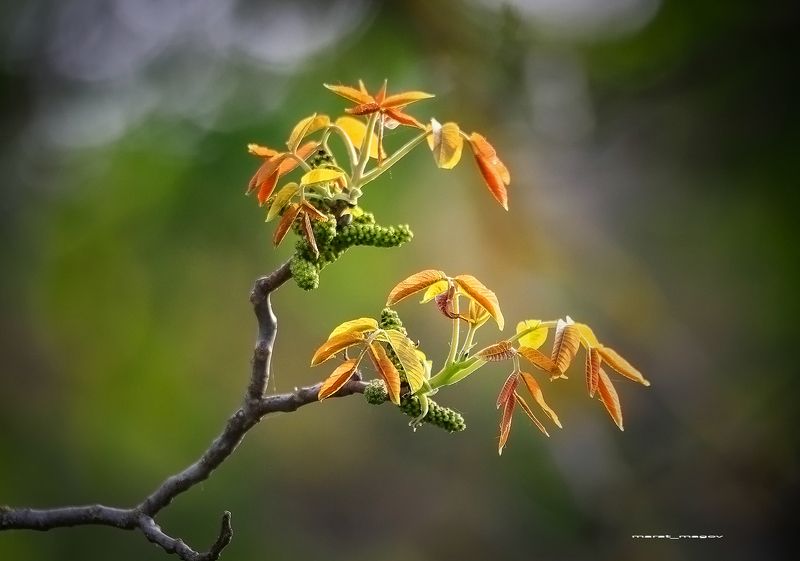 Молодые побеги грецкого ореха фото превью