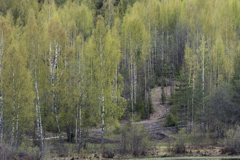 березовая роща фото превью