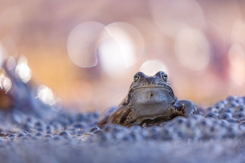 лягушка икорный барон фото превью