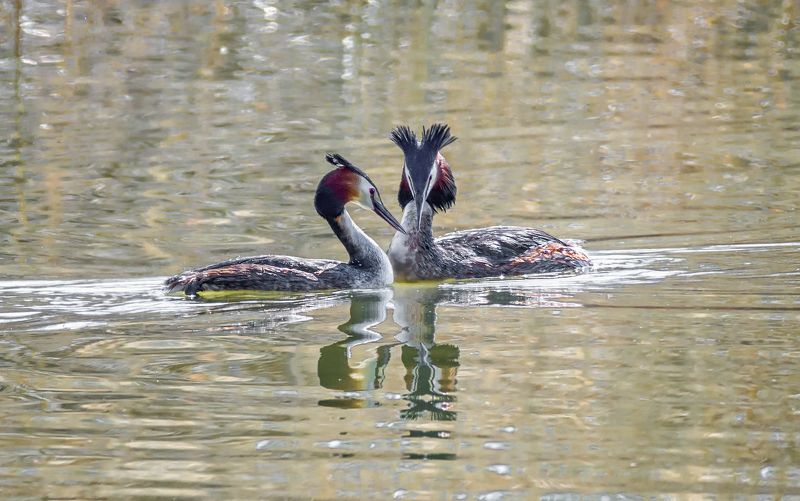 птицы, чомга, озеро, весна, Чомги готовятся стать родителями. фото превью
