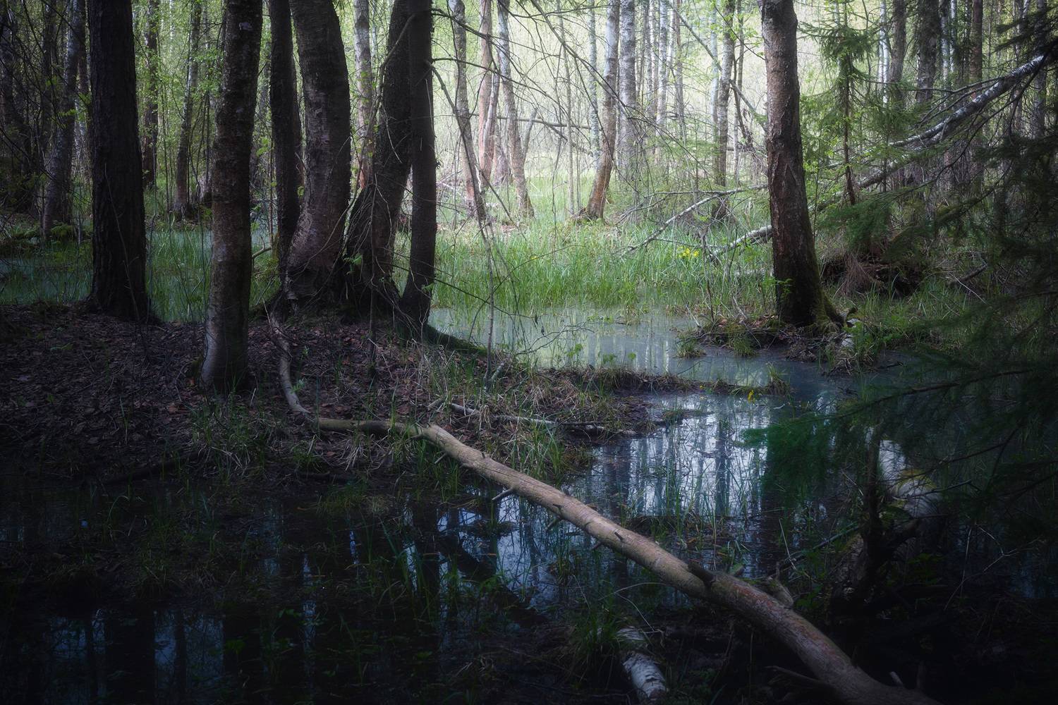 лес, весна, деревья, пейзаж, Валерий Вождаев
