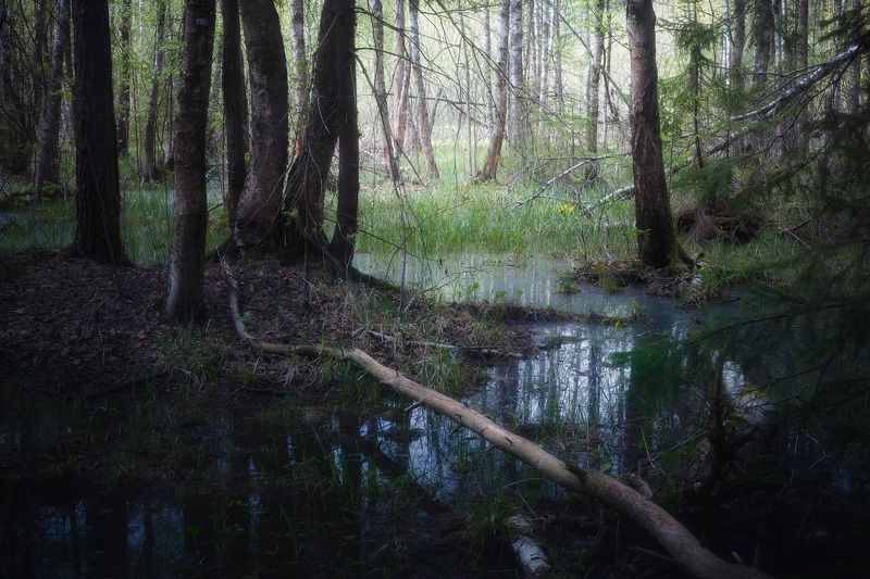 лес, весна, деревья, пейзаж В весеннем лесу фото превью