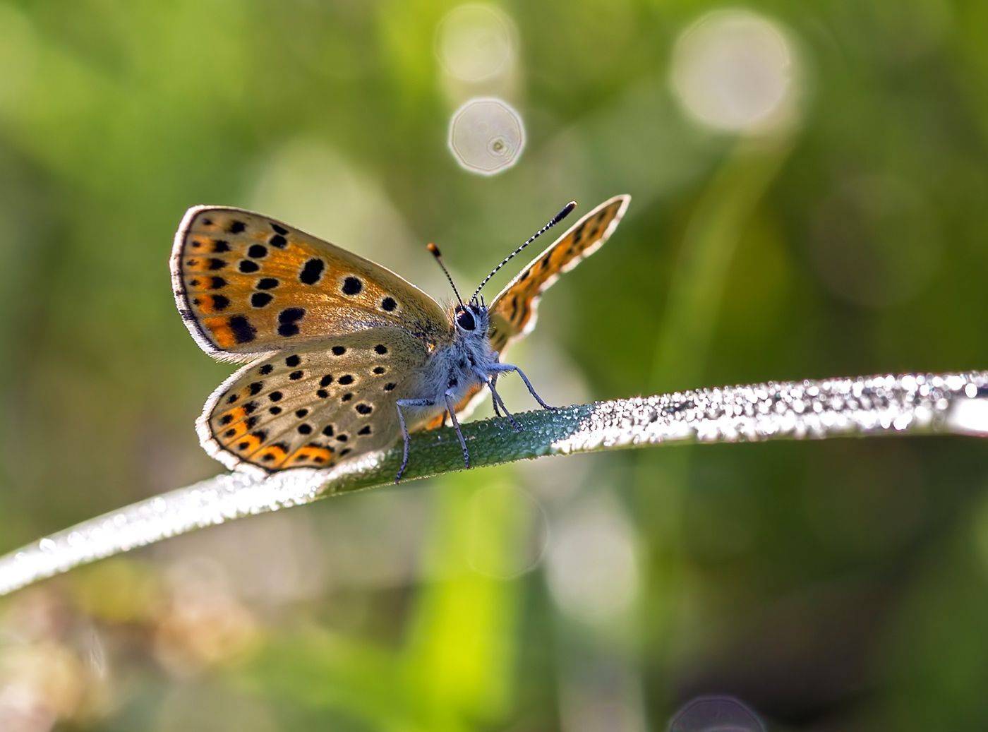 насекомые, бабочка, голубянка, червонец, бурый, весна, май, Борис Новиков
