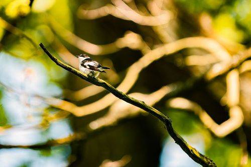 Collared flycatcher