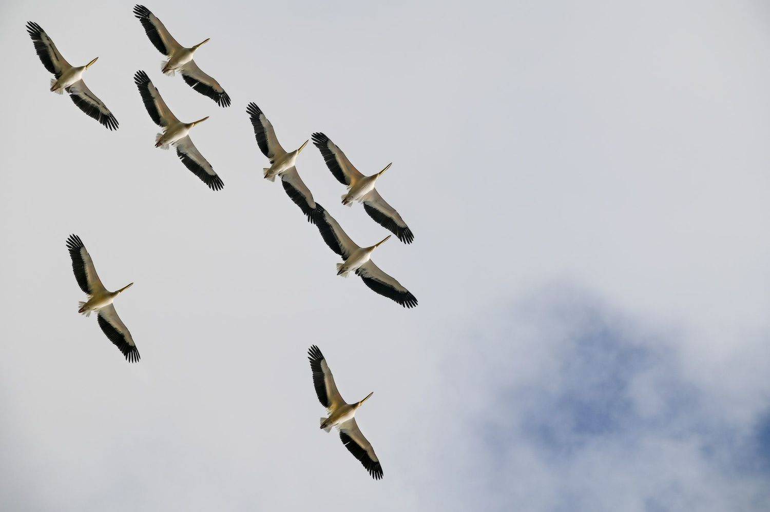 , Пирог Борис