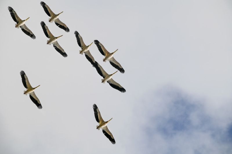 Пеликаны... фото превью