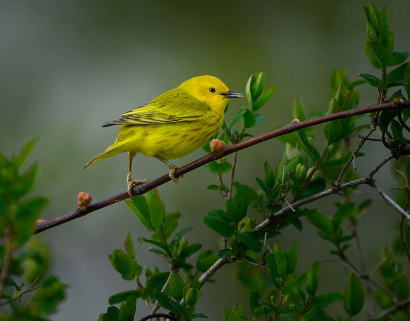 American yellow warbler фото превью