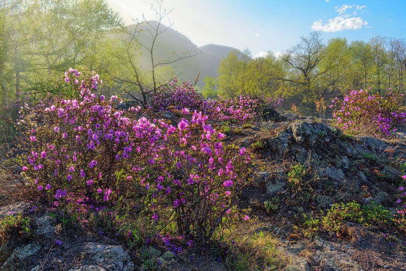 Май. Багульник фото превью