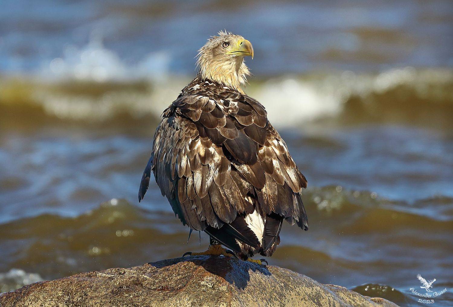 , Гусар Александр