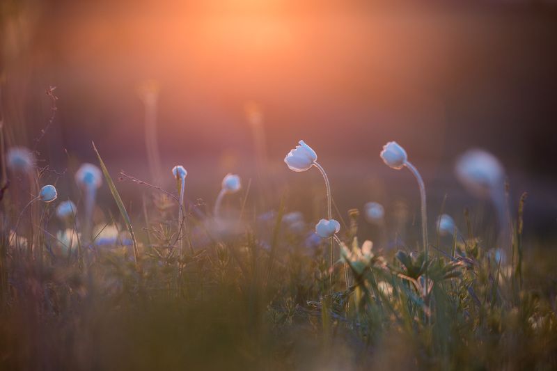 ветреница, весна, первоцветы, цветы, flowers, primulas, anemone, закат Ветреница фото превью