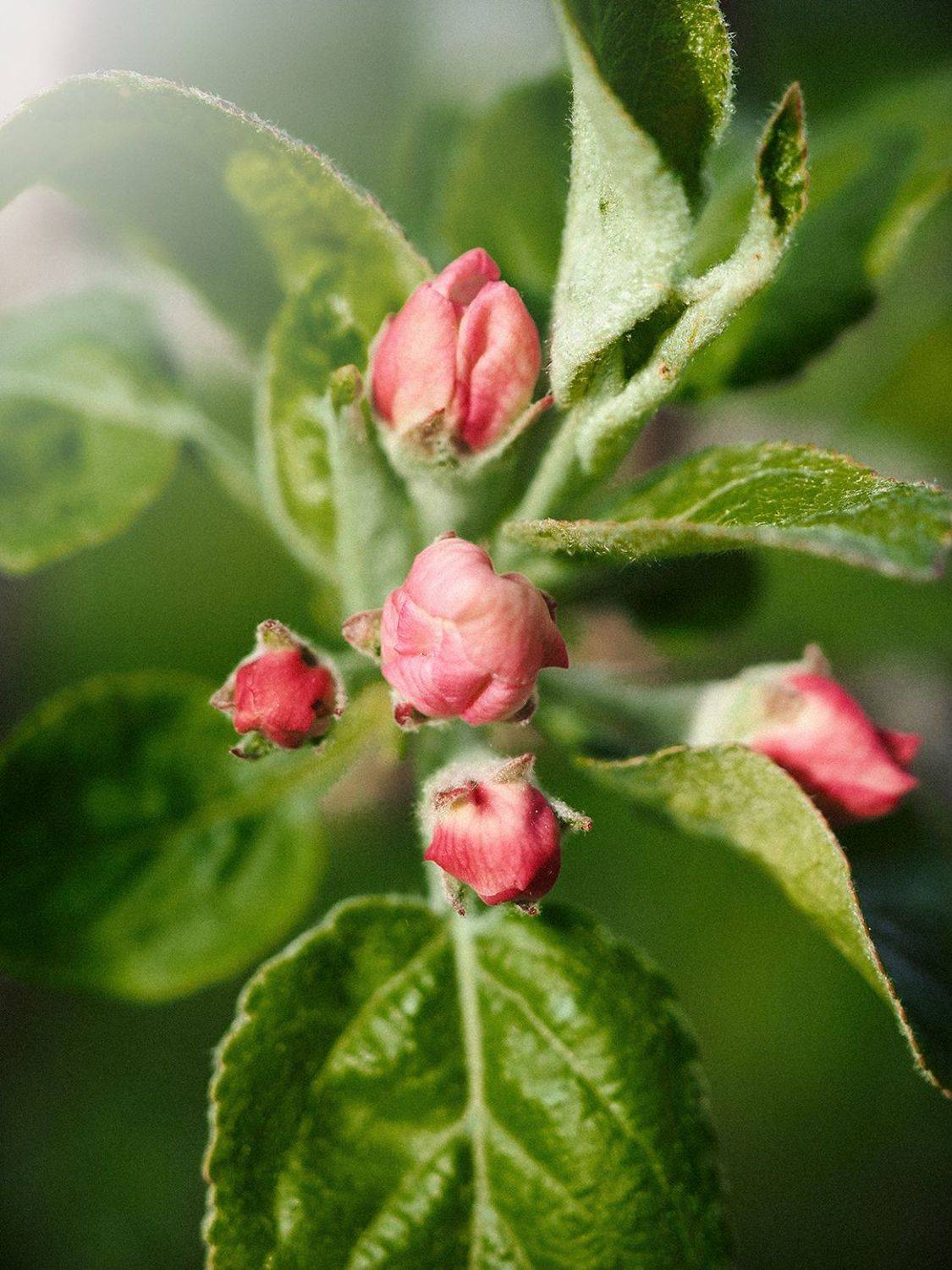 , Сергей Калёв