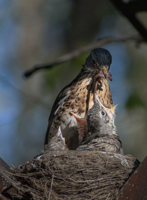 Завтрак фото превью