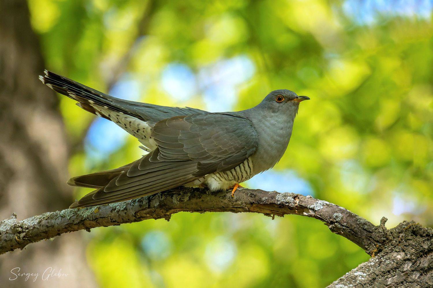 кукушка, птицы, пернатые, Сергей Глебов