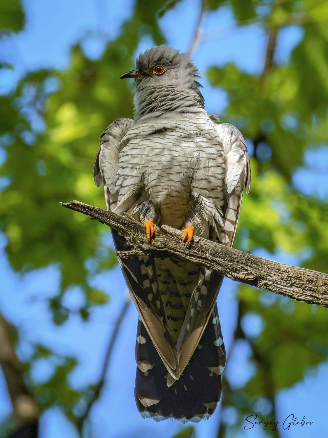 кукушка, птицы, пернатые, Сергей Глебов