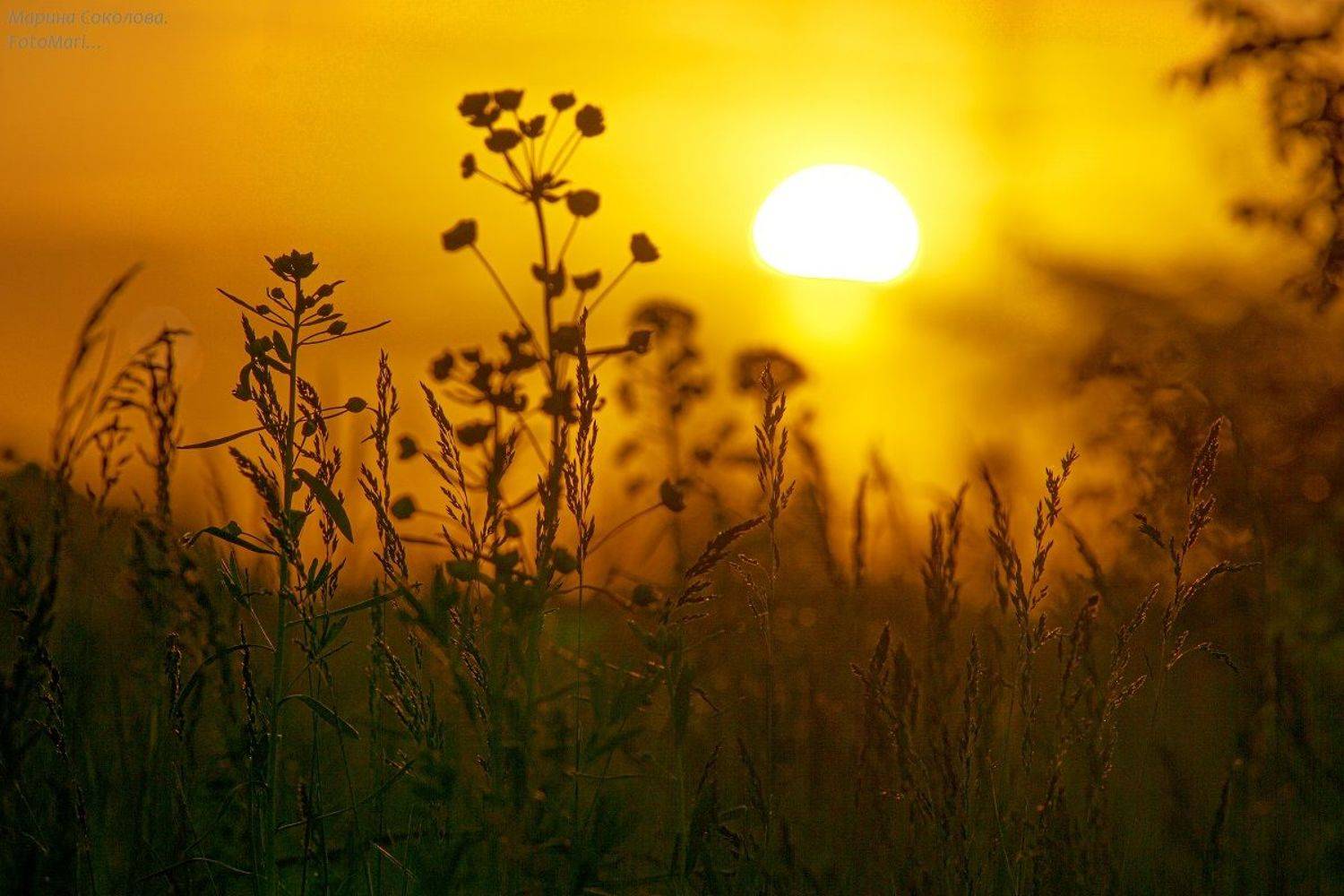 , Марина Соколова