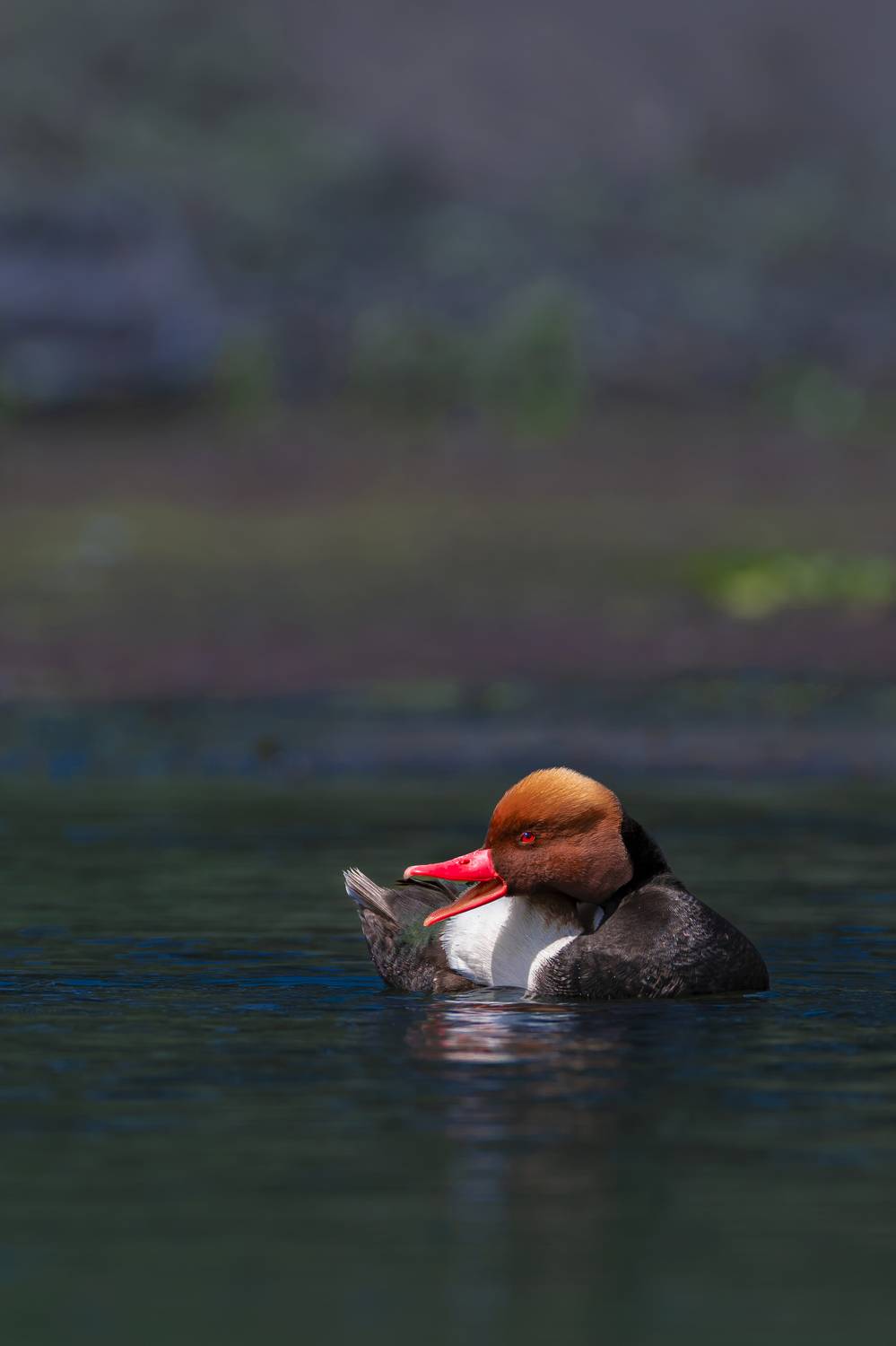 #birdphotography	 #birdsofinstagram	 #wildlifephotography	 #birds	 #naturephotography	 #bird	 #nature	 #wildlife	 #photography	 #birdwatching	 #natgeo	 #photooftheday	 #nikon	 #birding	 #naturelovers	 #canon	 #animals	 #birdlovers	 #travel	 #love	 #bestbi, Diganta Roy