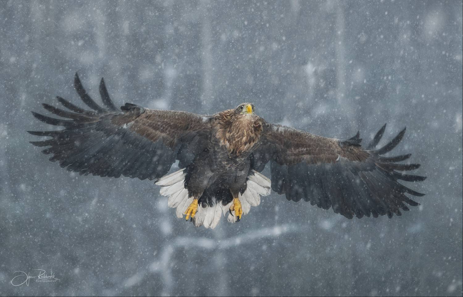 орлан, орлан белохвост, беларусь, красный бор, eagle, white-tailed eagle, дикая природа, Рудченко Ольга