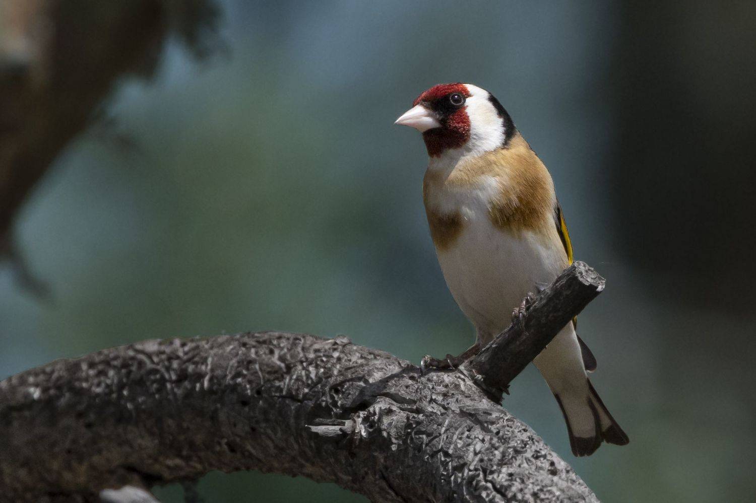 , Щепанов Дмитрий