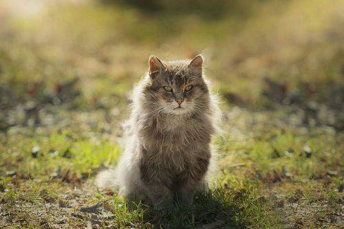 Красивый уличный кот