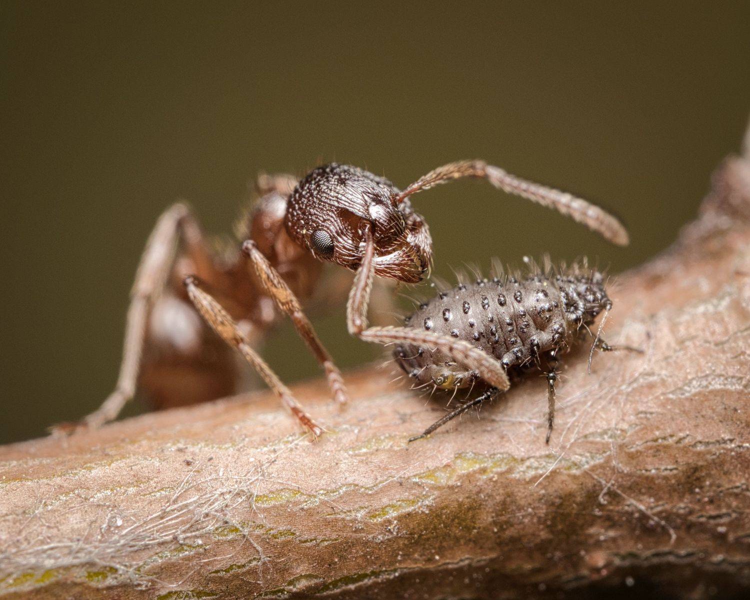 , Евгения Прокопович
