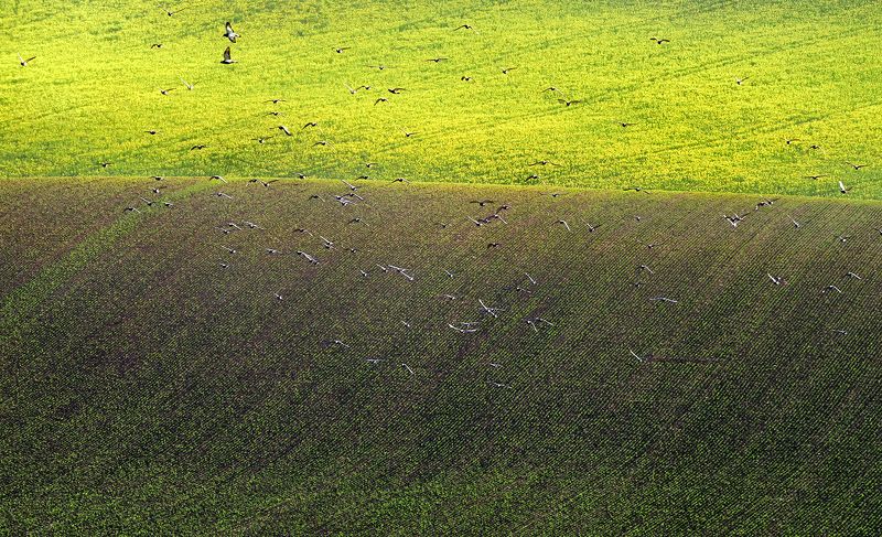 *** фото превью