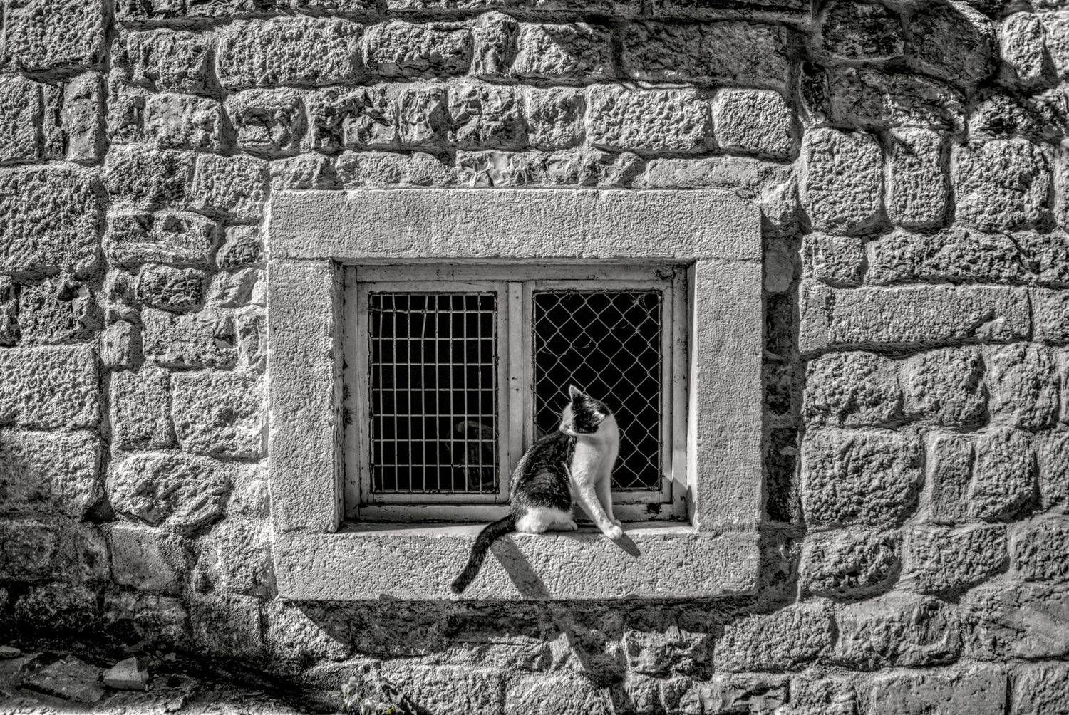 , David Solodar