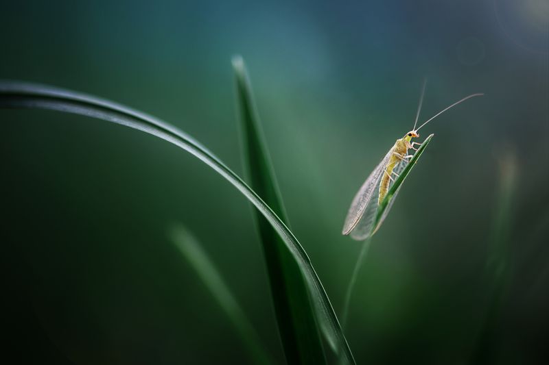 Златоглазка фото превью