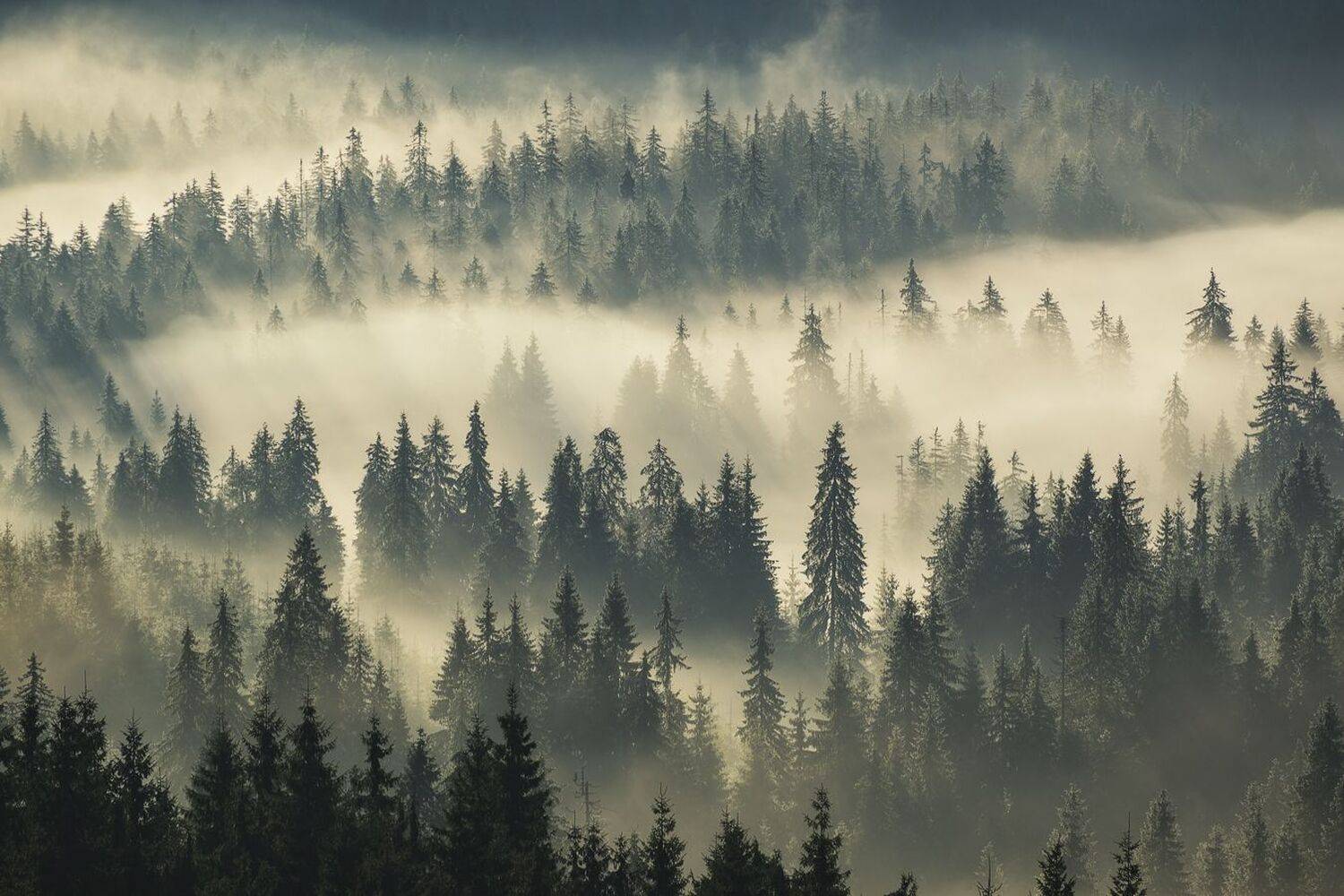 , Stefan Chirobocea