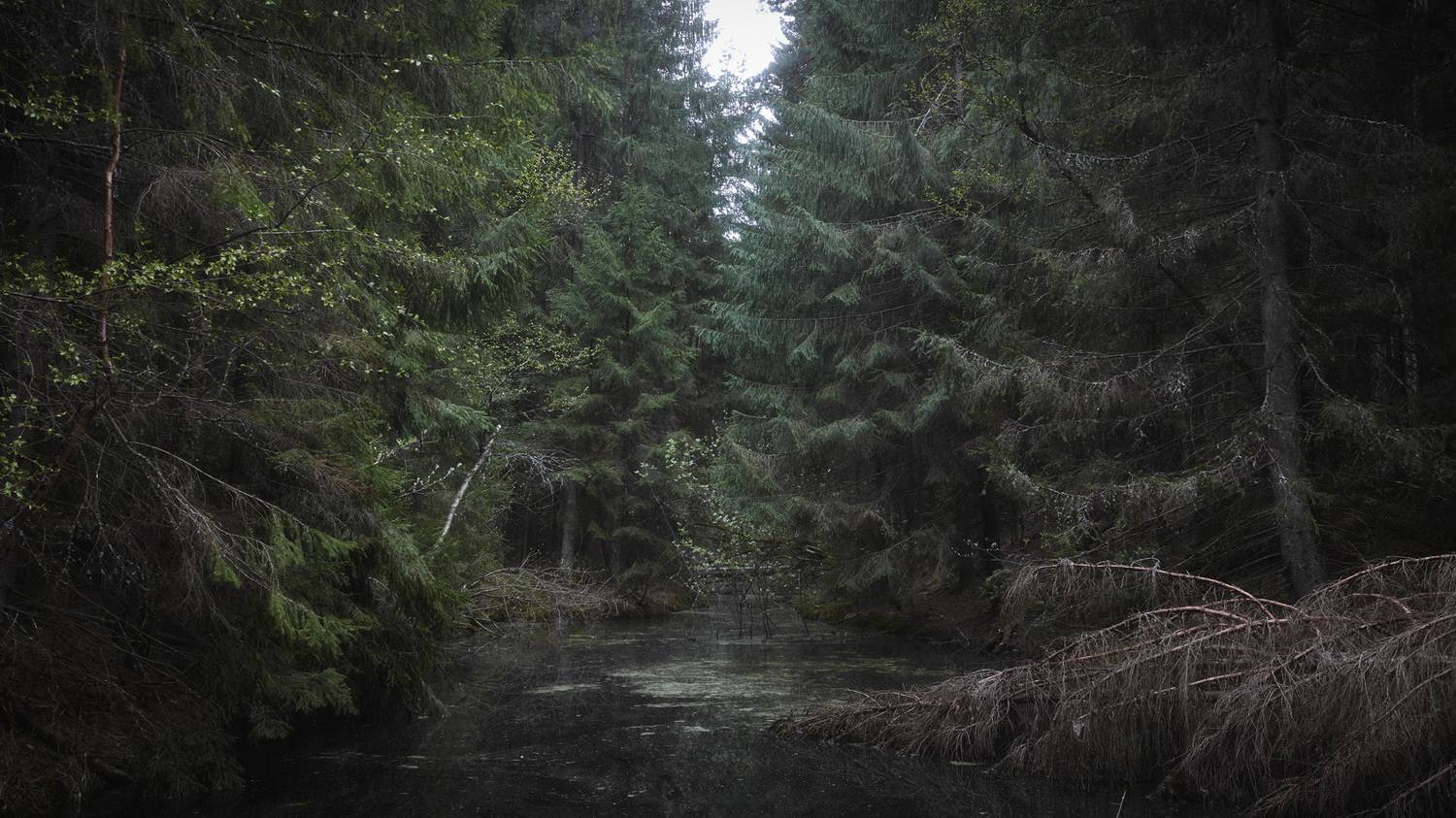 лес, весна, деревья, пейзаж, Валерий Вождаев
