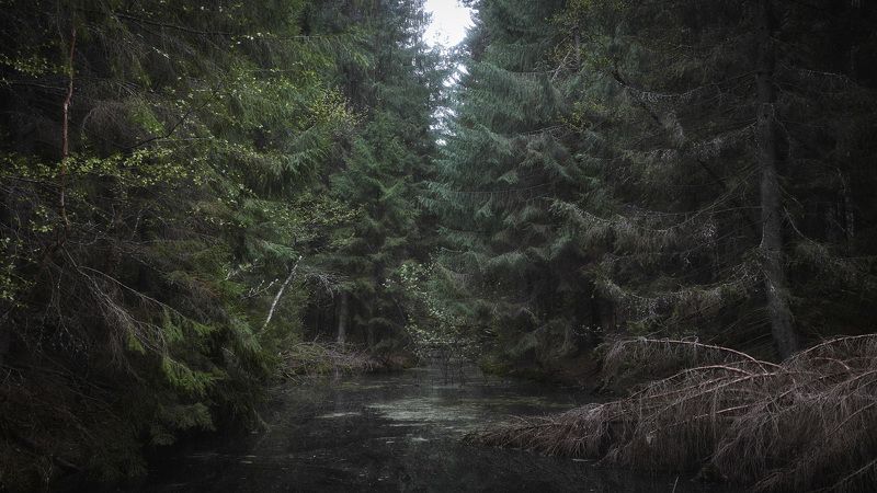 лес, весна, деревья, пейзаж В весеннем лесу фото превью