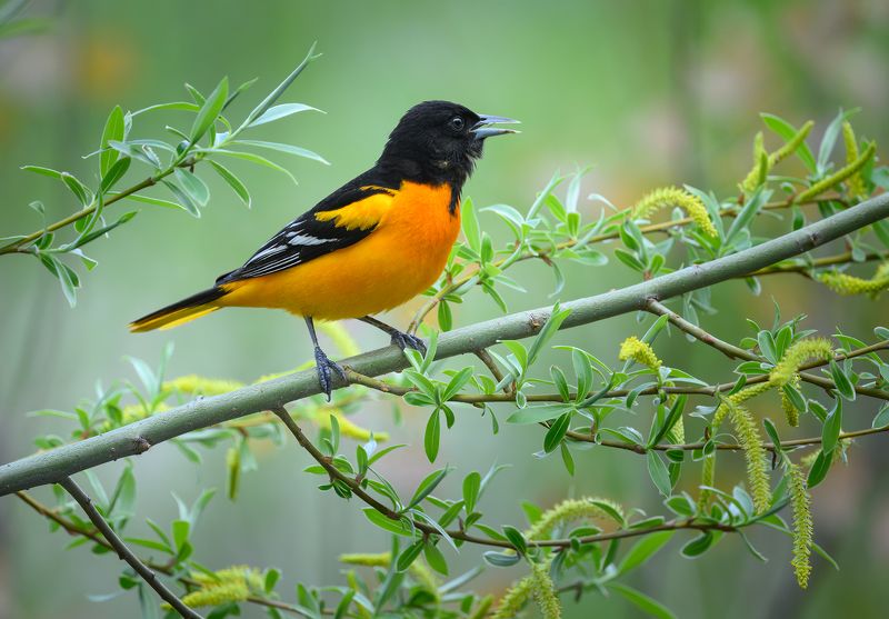 Baltimore Oriole (m) фото превью
