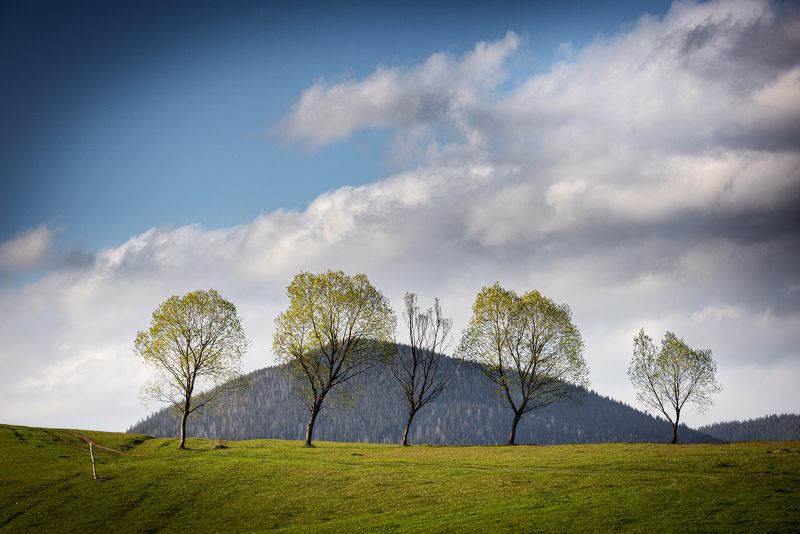 деревья, минимализм minimalistic, trees, nature *** фото превью