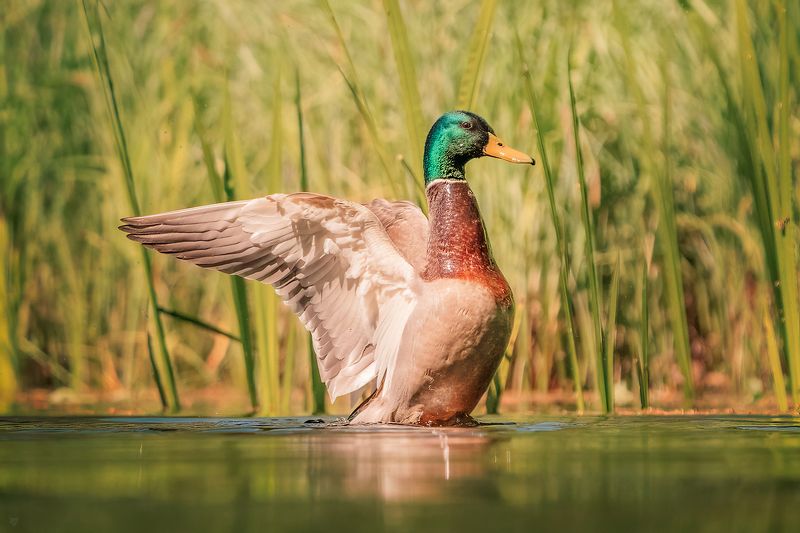 Mallard, duck, wildlife, nature, animal Mallard фото превью