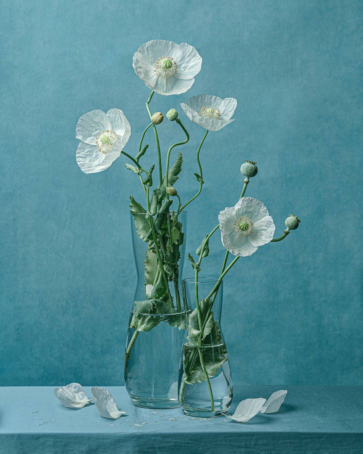 , Диана Трильо